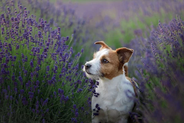 Hund i lavendel. Jack Russell Terrier i blommor — Stockfoto