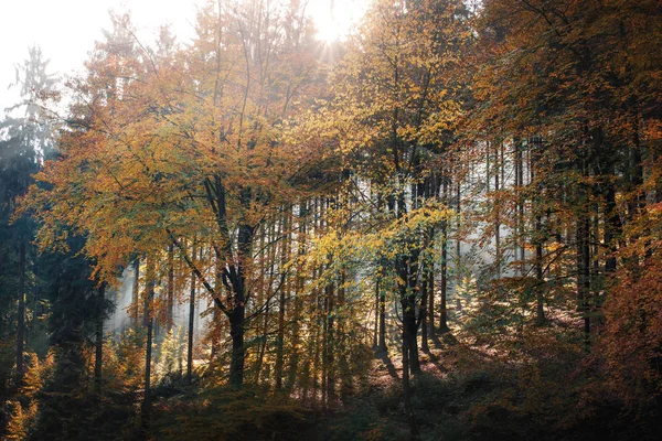 Árvores Sol Outono Floresta Paisagem — Fotografia de Stock