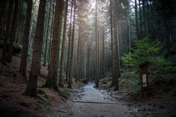 Caminho Floresta Árvores Sol Paisagem — Fotografia de Stock