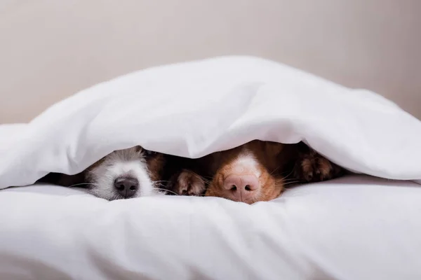 Dois cães debaixo de um cobertor — Fotografia de Stock