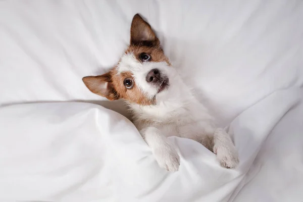 Köpek yatakta. Jack Russell Terrier — Stok fotoğraf