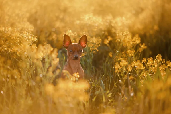 Hond in het gras. De Toy Terriër — Stockfoto