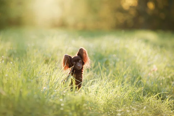 Hund im Gras. der Toy Terrier — Stockfoto
