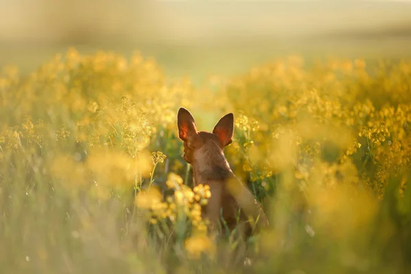Hond in het gras. De Toy Terriër — Stockfoto