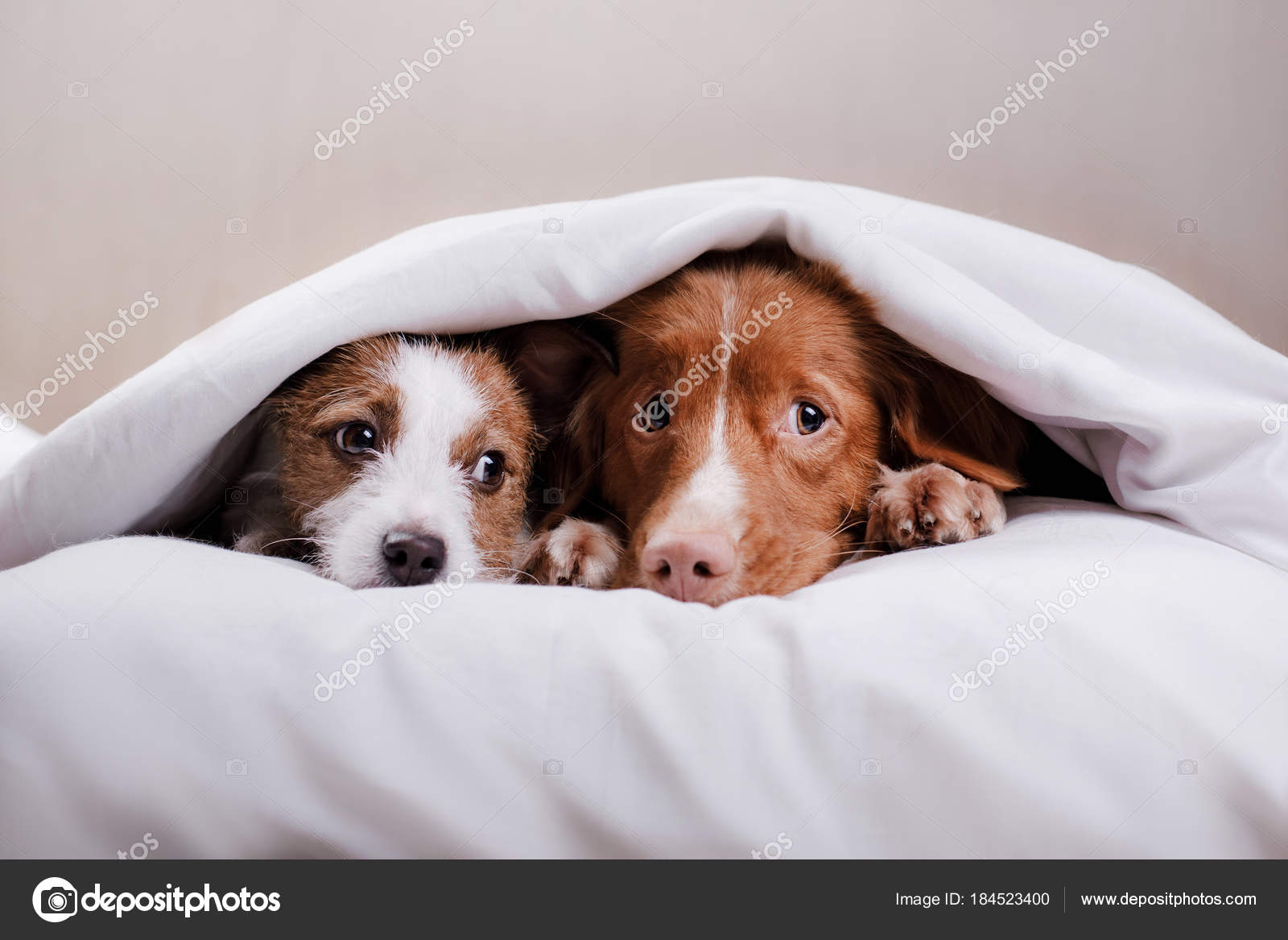 dog under a blanket