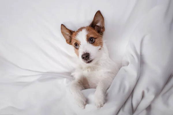 Hund im Bett. Jack Russell Terrier — Stockfoto