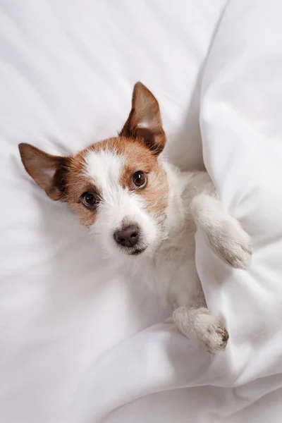 Köpek yatakta. Jack Russell Terrier — Stok fotoğraf
