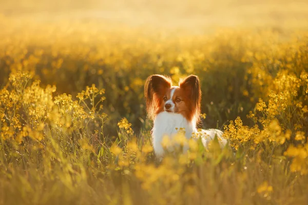 Hund im Gras. Papillon. — Stockfoto