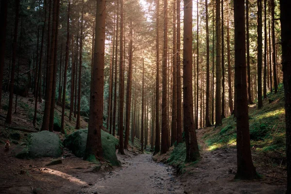 Caminho Floresta Árvores Sol Paisagem — Fotografia de Stock