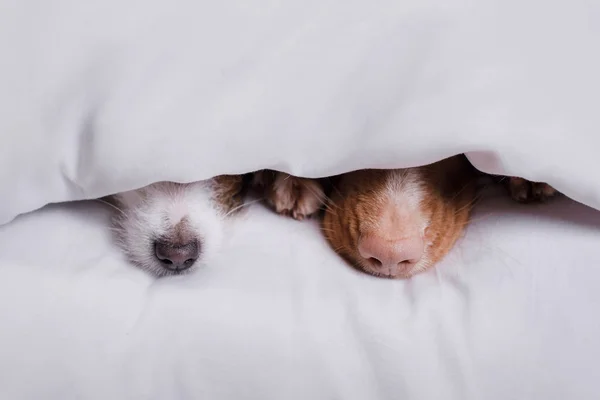 Dva psi pod dekou — Stock fotografie