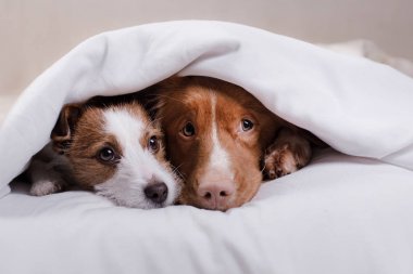 Bir battaniyenin altında iki köpek