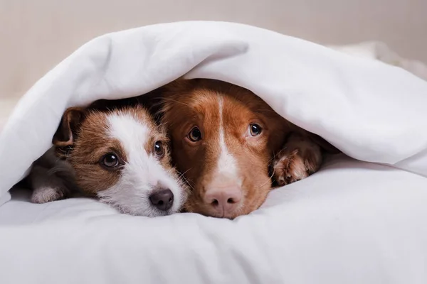 Дві собаки під ковдрою — стокове фото