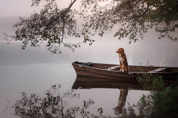 The dog in the boat. Nova Scotia duck tolling Retriever at the lake