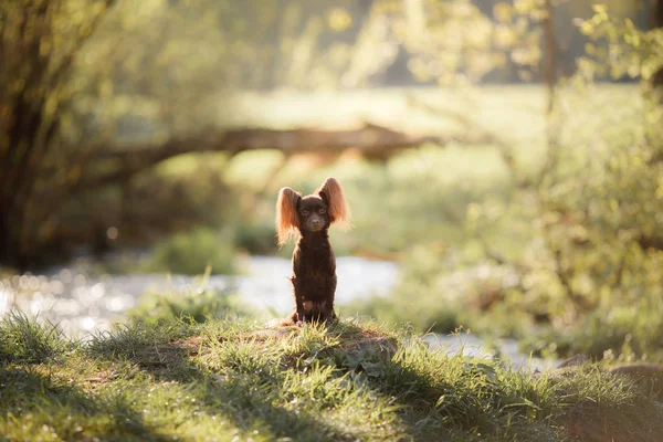 Chien dans l'herbe. Le Terrier du Jouet — Photo