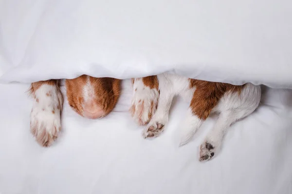 Dois cães debaixo de um cobertor — Fotografia de Stock