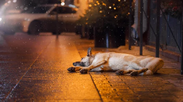 Een zwerfhond in de stad. Nacht op straat — Stockfoto