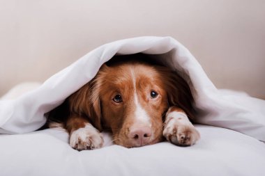 Köpek bir battaniyenin altında. Nova Scotia duck tolling Retriever