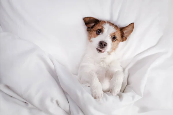 Köpek yatakta. Jack Russell Terrier — Stok fotoğraf