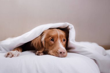Köpek bir battaniyenin altında. Nova Scotia duck tolling Retriever