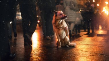 Şehirde bir sokak köpeği. Gece sokakta