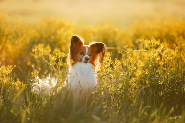 Pies w trawie. Papillon. — Zdjęcie stockowe