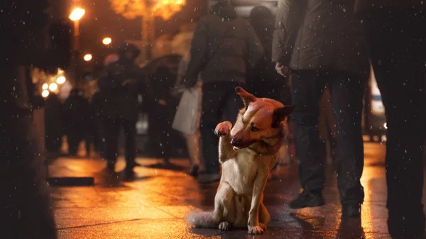 A stray dog in the city. Night on the street — Stock Photo, Image