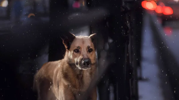 Een zwerfhond in de stad. Nacht op straat — Stockfoto