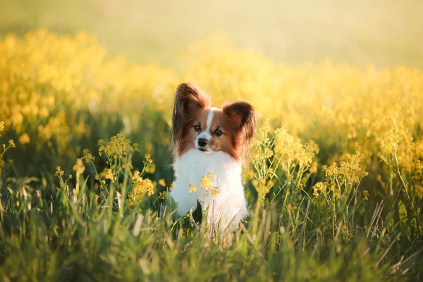 Dog in the grass. Papillon. — Stock Photo, Image