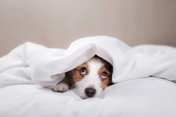 Köpek yatakta. Jack Russell Terrier — Stok fotoğraf