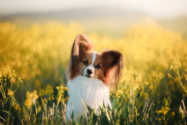 Dog in the grass. Papillon. — Stock Photo, Image