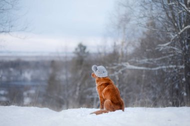 Köpek içinde belgili tanımlık kar. Nova Scotia duck tolling Retriever