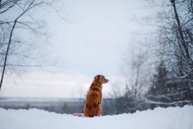 Köpek içinde belgili tanımlık kar. Nova Scotia duck tolling Retriever