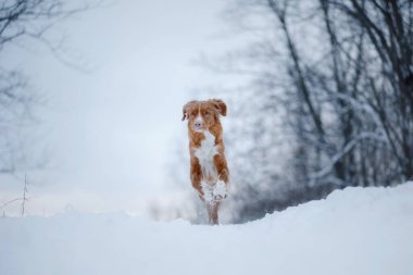 Köpek içinde belgili tanımlık kar. Nova Scotia duck tolling Retriever