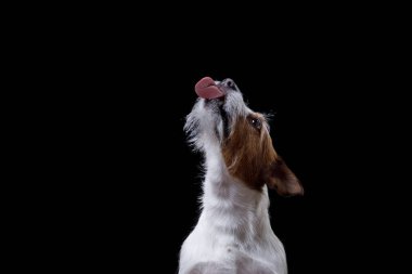 Jack Russell Terrier siyah bir zemin üzerine