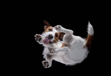 Jack Russell Terrier köpeklerin alttan görünüm