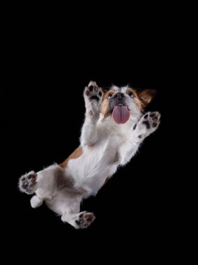 Jack Russell Terrier köpeklerin alttan görünüm