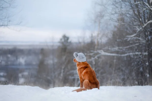 Chien dans la neige. Nouvelle-Écosse canard péage Récupérateur — Photo