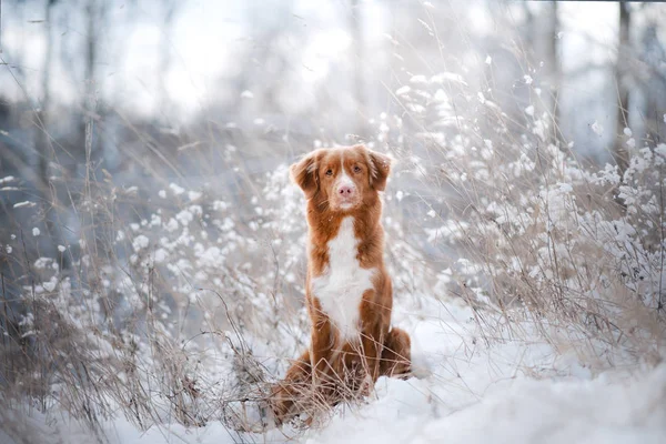 Собака в снегу. Ново-шотландский утиный ретривер — стоковое фото