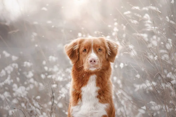 Perro en la nieve. Retriever de peaje de pato de Nueva Escocia —  Fotos de Stock