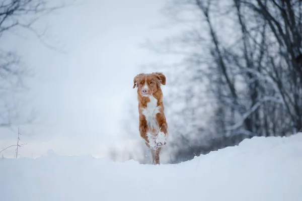 बर्फ में कुत्ता। नोवा स्कॉटिया डक टॉलिंग रिट्रीवर — स्टॉक फ़ोटो, इमेज