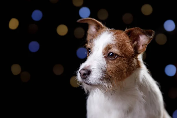 Chien sur fond noir. Jack Russell Terrier — Photo