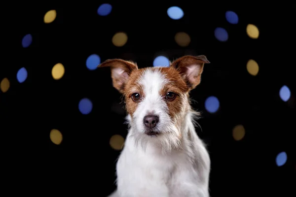 Chien sur fond noir. Jack Russell Terrier — Photo