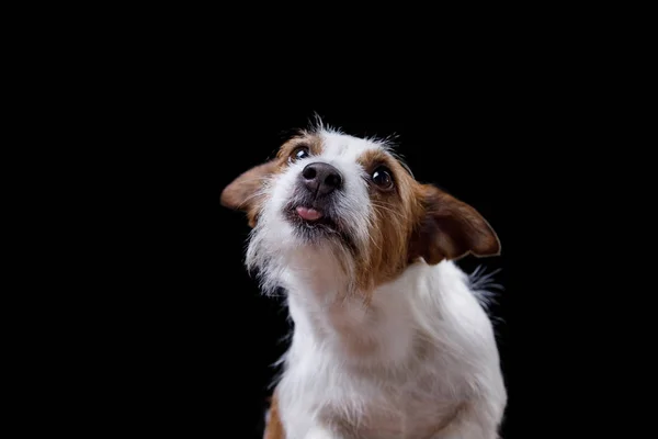 Jack Russell Terrier auf schwarzem Hintergrund — Stockfoto