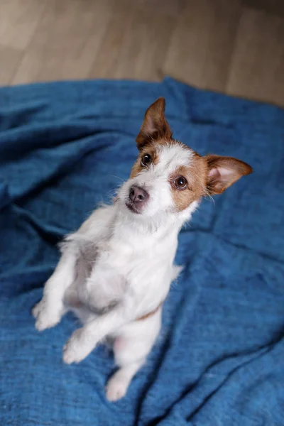 Jack Russell Terrier.The köpek paket üzerinde — Stok fotoğraf