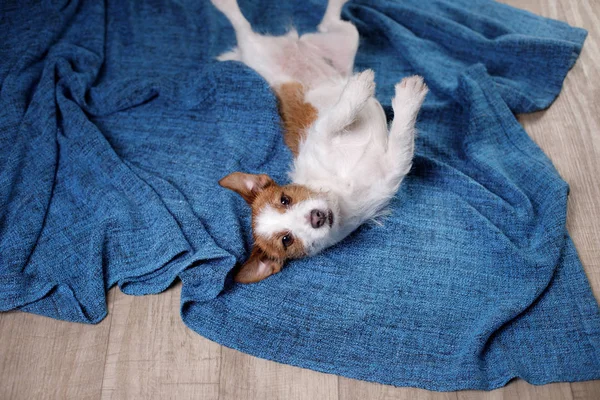 Bonito Jack Russell Terrier.The cão no cobertor — Fotografia de Stock