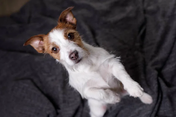 แจ็ค รัสเซล เทอเรียร์น่ารัก สุนัขบนผ้าห่ม — ภาพถ่ายสต็อก