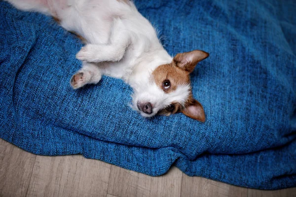 Niedlichen Jack Russell Terrier. der Hund auf der Decke — Stockfoto