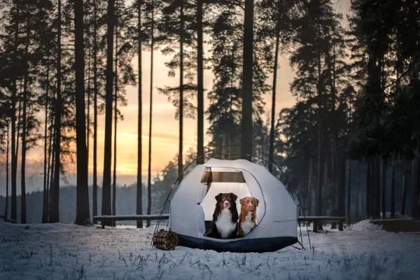 Two dogs in a tent. Hiking in winter forest