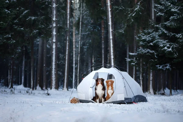 Two dogs in a tent. Hiking in winter forest