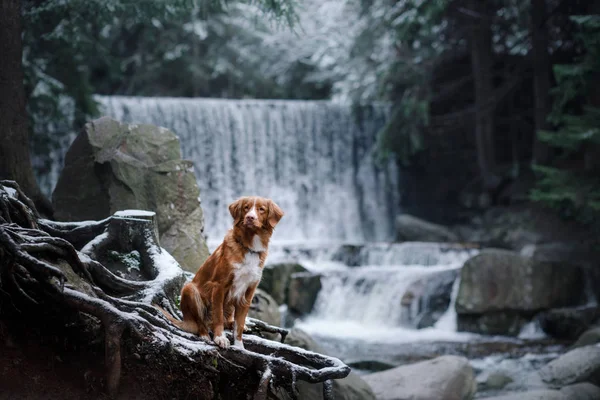The dog at the waterfall. Nova Scotia duck tolling Retriever